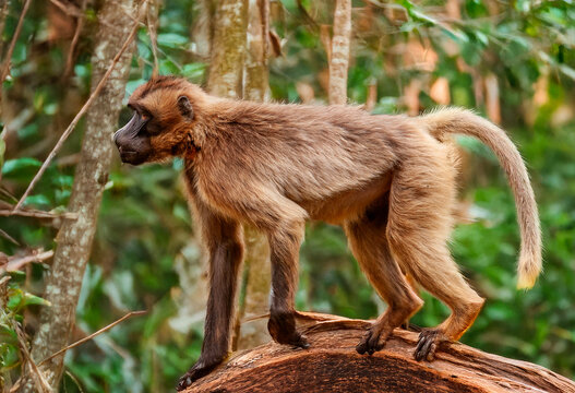 B&eacute;b&eacute; G&eacute;lada - Theropithecus gelada
