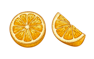Hand drawn lemon slices illustration