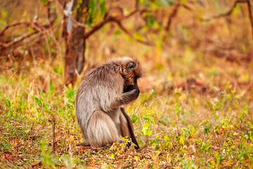 B&eacute;b&eacute; G&eacute;lada - Theropithecus gelada