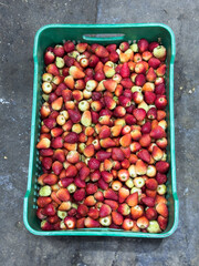 Freshly picked strawberries filling green plastic crate