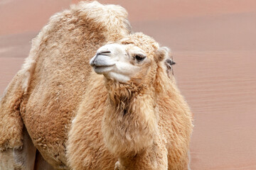 Dromadaire - Camelus dromedarius - de face