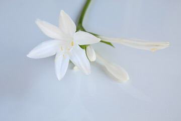Elegant White Hosta Flower on Light Background: Minimalist Botanical Photography for Design, Interior Decor, and Greeting Cards.