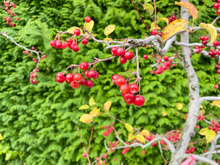 観賞用のりんご「深山海棠(ミヤマカイドウ)」の果実。