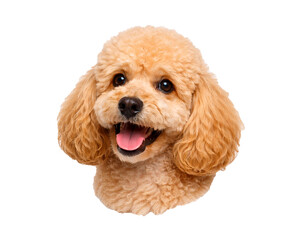 Smiling Poodle Joy - Adorable Happy Dog Portrait 
on a transparent background