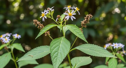 Fototapeta premium Wildflower Blossom - A Detailed Close-Up of Blooming Plant.