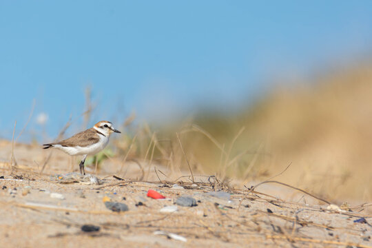 Kentish Plover (Anarhynchus alexandrinus)