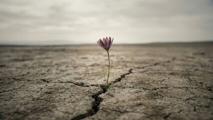 Resilience Bloom: A solitary flower emerges triumphantly from parched earth, symbolizing resilience, hope, and the tenacity of life in a harsh environment.