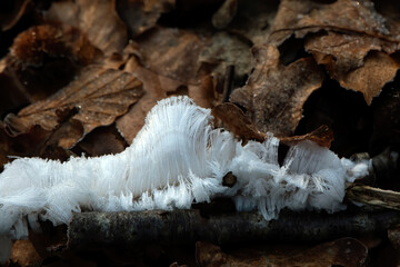 Real Ice hair given by mother nature
Ice hair on twigs among the dead leaves on the ground in the forests