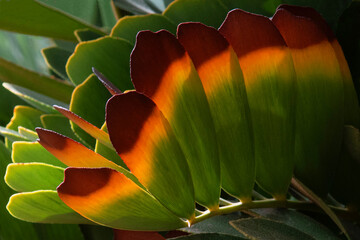 Card board palm Zamia furfuracea in an home park
Card board palm Zamia furfuracea in a park