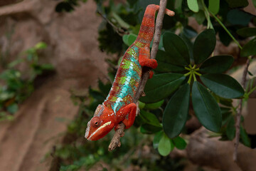 Portrait of a male chameleon with a lots of red colors
Portrait of a panther Chameleon in a Zoo