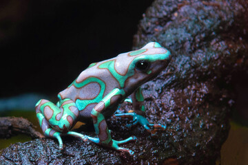 Dendrobates auratus "higland bronze"
Dendrobates auratus  higland bronze  on a branch
in a zoo