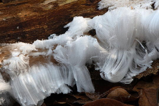 Real Ice hair given by mother nature
ice hair on twigs among the dead leaves on the ground in the forests 