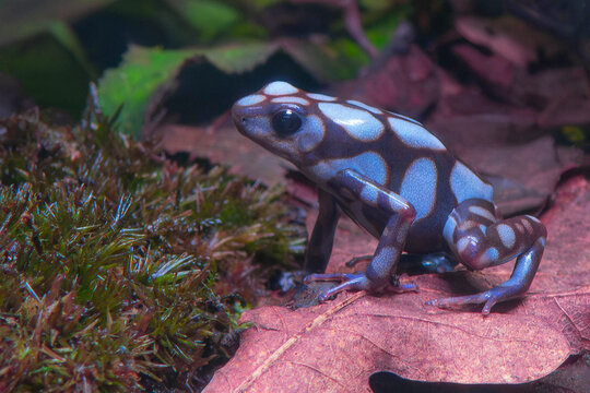 Dendrobates auratus "blue"
Dendrobares auratus "blue" poison dart frog on an oak leaf