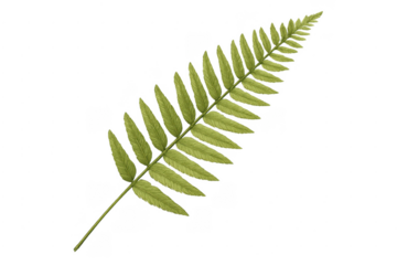 Green fern frond isolated transparent background