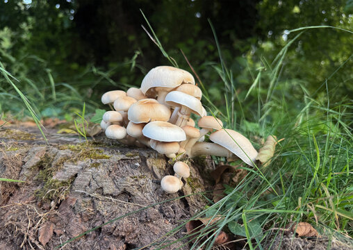 Cyclocybe cylindracea