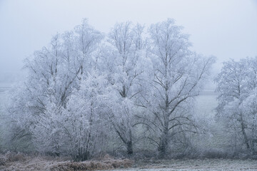 Trees, bushes, and meadows covered in hoarfrost on a foggy winter day in the Lower Taunus Mountains.