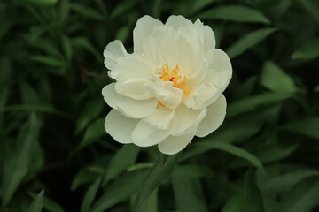 Close-up of a delicate white peony against a dark green background. Details of petals and the yellow heart. Majesty's Light, Bridal Icing, Immaculee