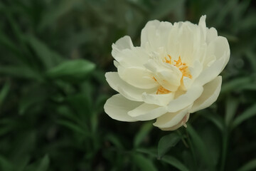 A blooming white peony in the garden. A bright natural plant in full bloom