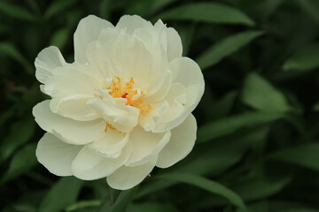 Close-up of a delicate white peony against a dark green background. Details of petals and the yellow heart. Majesty's Light, Bridal Icing, Immaculee