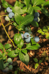 Close-up on a cluster of organic garden blueberries, showing a variety of ripeness levels on a sunny day.