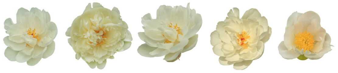 Elegant white peony, focus on the flower. Set of isolated white peonies with a yellow core
