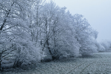 Trees, bushes, and meadows covered in hoarfrost on a foggy winter day in the Lower Taunus Mountains.