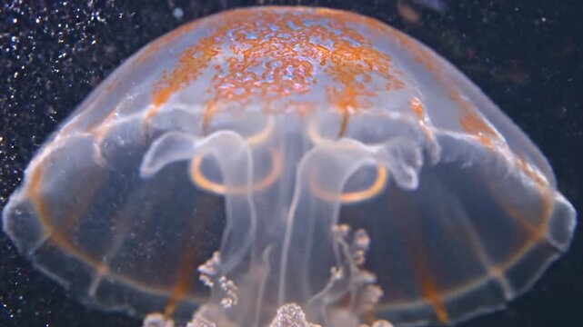 Mesmerizing glowing jellyfish swimming gracefully underwater with colorful patterns.