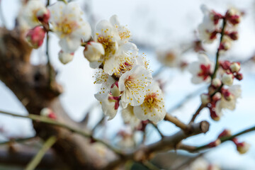 満開に近い白い梅の花のクローズアップと柔らかなボケ背景