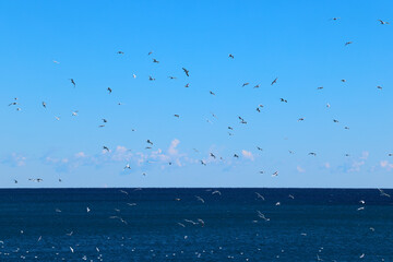 Gulls pigeons flock of birds on the beach and the ocean