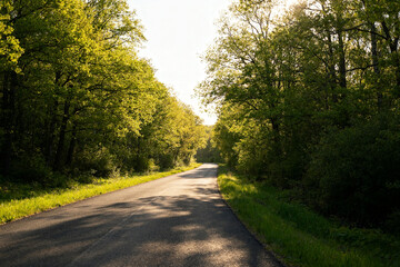 Obraz premium Sunlit Road Through Lush Green Forest