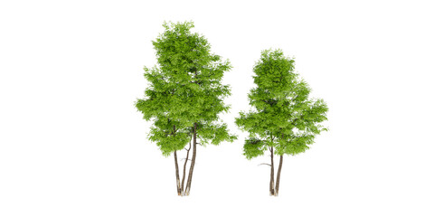 Green Foliage and Distinct Canopies for Botanical and Landscape 