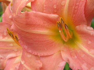 Zbliżenie na kwiaty liliowca pokryte kroplami deszczu © Kumulugma