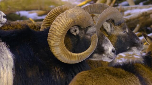 Close up of a mouflon buck  standing around the forest in the winter on a snowy and cloudy day in january.