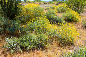 Landscape Sonoran Desert Arizona