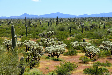 Landscape Sonoran Desert Arizona
