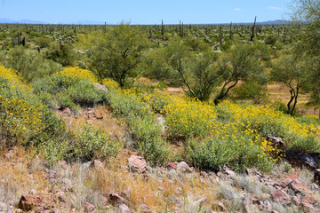 Landscape Sonoran Desert Arizona