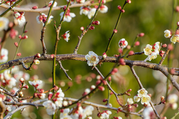 春の庭園で美しく咲き誇る白梅の枝と赤い蕾