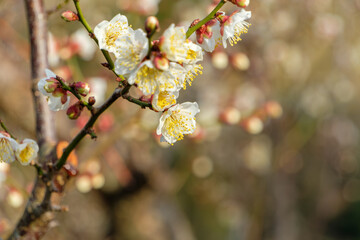 春の訪れを告げる白梅の花と右側のコピースペース