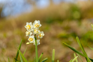 八重咲きの白い水仙と柔らかな春の背景コピースペース