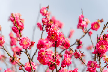 青空を背景に鮮やかに咲くピンクの紅梅とコピースペース
