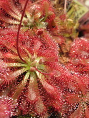 Zbliżenie na rozety rośliny z gatunku drosera © Kumulugma