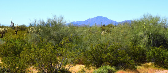 Landscape Sonoran Desert Arizona