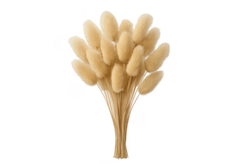 Dried bunny tail grass bouquet on transparent background