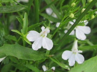 Zbliżenie na kwiat lobelii © Kumulugma