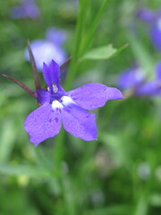 Zbliżenie na kwiat lobelii © Kumulugma