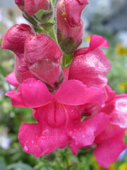 Zbliżenie na kwiat lwiej paszczy © Kumulugma