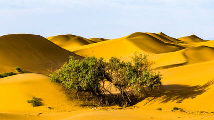 A fragile desert wetland ecosystem in the Tengger Desert, China, where sand dunes, sparse...