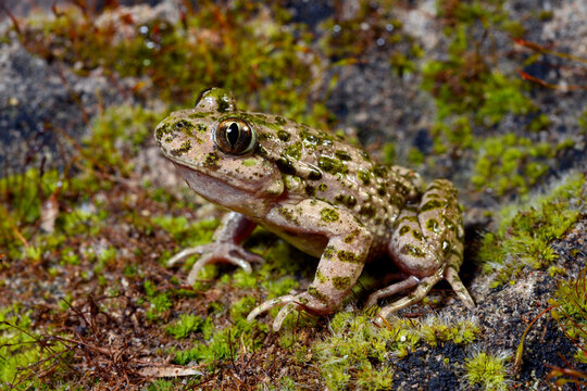 Lusitanian parsley frog // Portugiesischer Schlammtaucher (Pelodytes atlanticus) - Carrapateira, Portugal