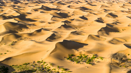 A fragile desert wetland ecosystem in the Tengger Desert, China, where sand dunes, sparse...
