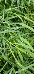 Green grass with raindrops